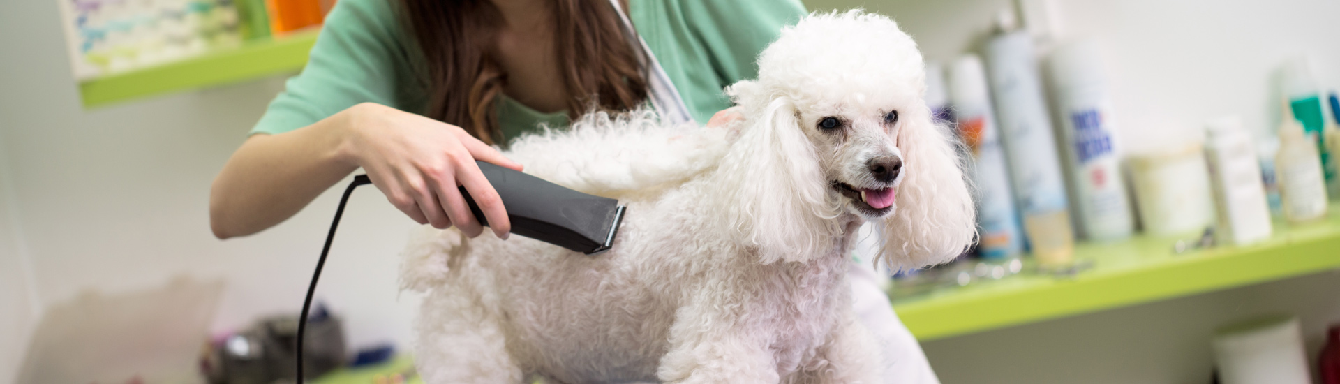 Dog Grooming Knoxville, TN