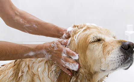 Pet Grooming Classes Knoxville, TN Pet Grooming Classes Knoxville, TN