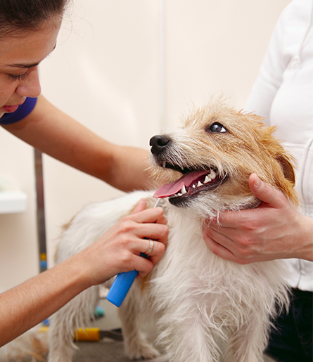 Become A Professional Pet Groomer Knoxville, TN